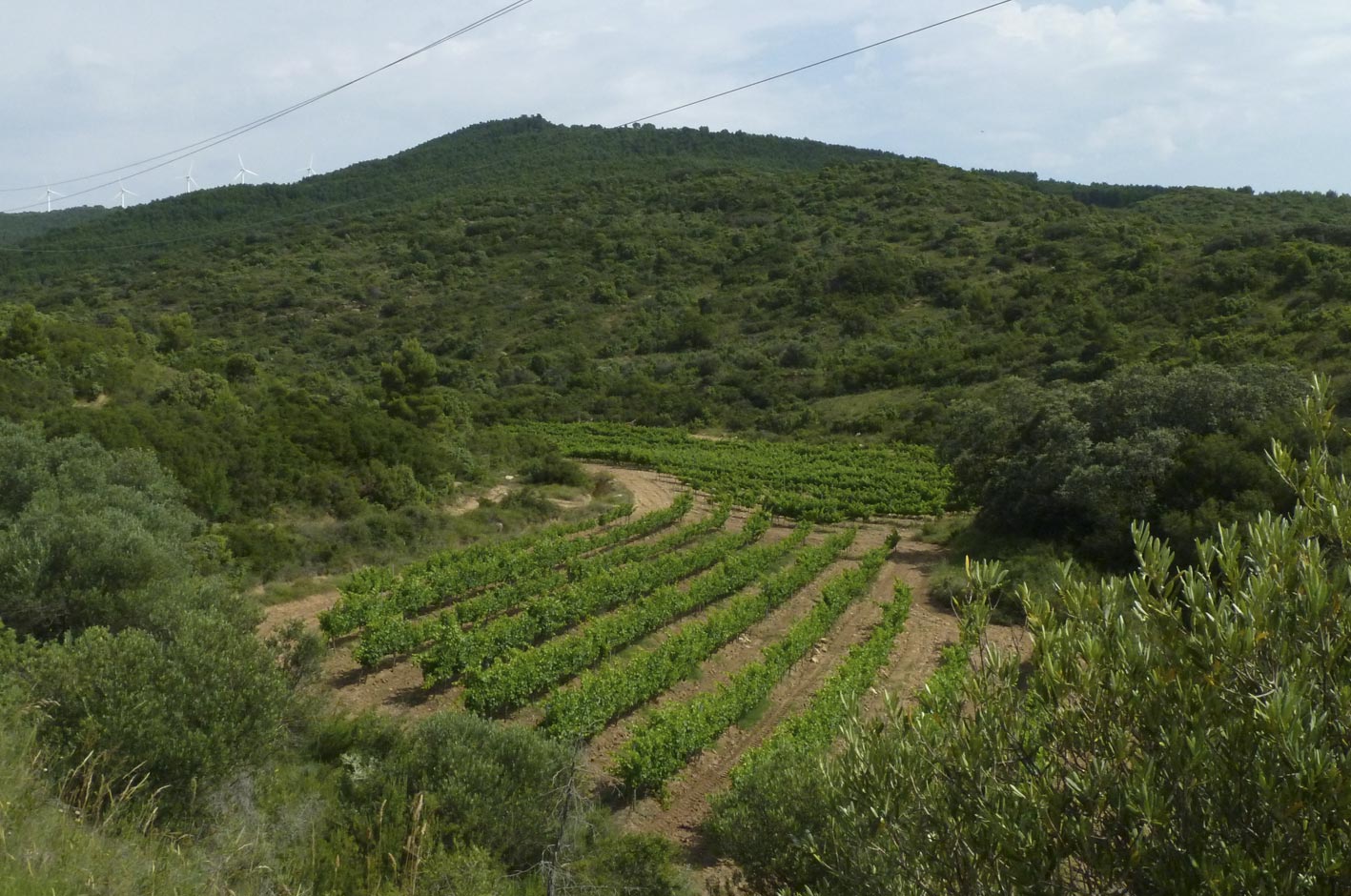 Viñas de montaña