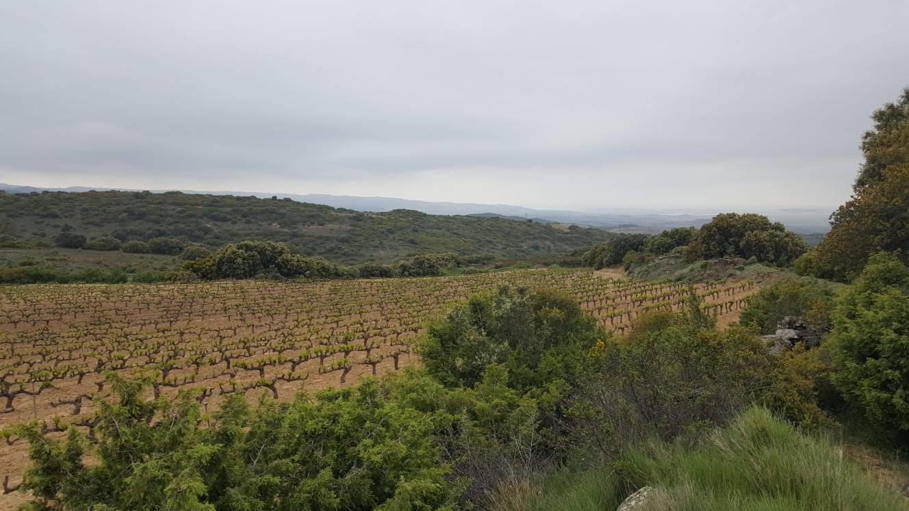 Viñas en la Sierra de Guerinda