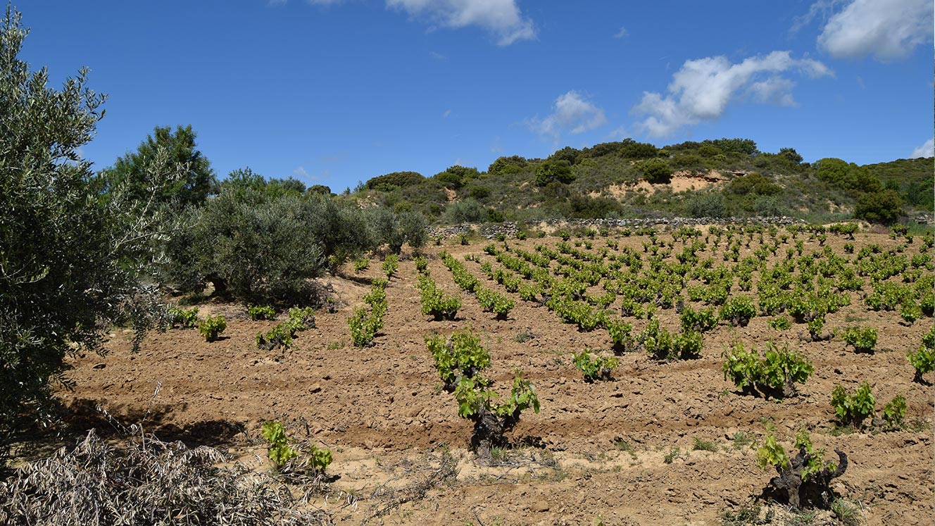 Micro-parcelas de Garnacha antiguas